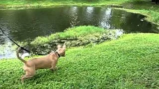 Pitbull vs Iguana