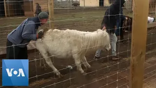 Animal Rescuers Evacuate Farm Animals to Safety