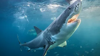Акулоград документальное фильм Про Акула Oculogram documentary About the Shark