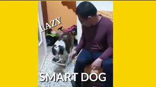 ang asong nauutusan,smart dog