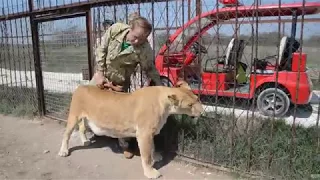 УРА  !!! Челябинская  львица ЛОЛА  скоро станет  мамой !!! Тайган .Крым.