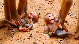 Trillion Very Sadness Poor Clip Monkey Wildlife, Most Cry Cry Loudly, Poor Macaque Baby Screaming