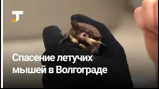 В Волгограде спасли летучих мышей, выброшенных на помойку