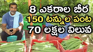 8 ఎకరాల బీర.. 150 టన్నుల పంట.. 70 లక్షల ధర పలికింది | Grafting Beera