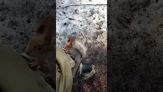 Белка, которая любит шарить по карманам / A squirrel who likes to rummage in his pockets
