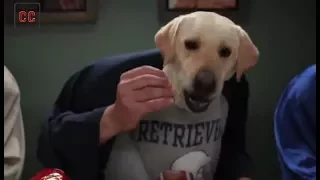 top 25  Dogs  doritos  funny  commercials