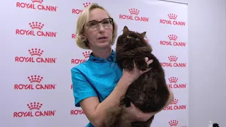 Правила и техника вычесывания британской длинношёрстной кошки. Сухой груминг.