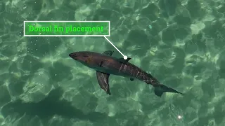 HOW TO ID SHARK SPECIES FROM DRONE