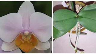 Фантастические Результаты Реанимации Орхидеи | Phal. Little amaglad lichtrose, multiflora