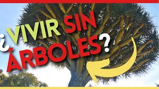 🌳 ¿Cuál es la IMPORTANCIA DE LOS ÁRBOLES? 7 RAZONES para PLANTAR MÁS ÁRBOLES #EcoCuidado