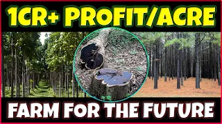 Most Profitable Tree Farming Businesses | Most Expensive Trees | Best Trees to Grow