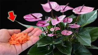 Unbelievable! Anthurium Blooms Out Of Control!