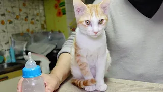 大好きなばーばの抱っこかミルクを飲むか迷う子猫…笑