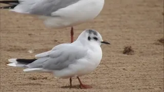 Малая чайка   Larus minutus