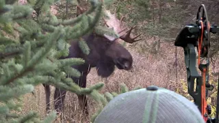 ARROWED at 14 YARDS! Bow Hunting Moose (Eastmans Hunting TV)