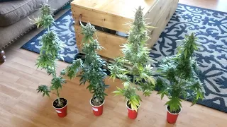 A Complete Seed to Harvest Autoflower Solo Cup Grow - A Guide to Growing Weed For New Growers