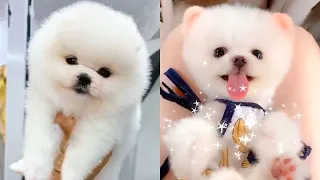 Baby Pomeranian - Funny and Cute Pomeranian Videos Compilation #17