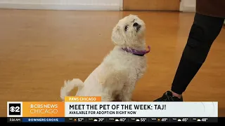 Meet our PAWS Chicago Pet of the Week - Taj