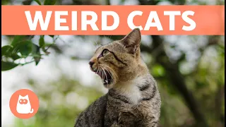 Weird Cats Compilation 😹 Weird Cat Behavior Explained