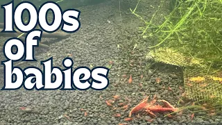 How To Take Care Of Pregnant & Baby Shrimps