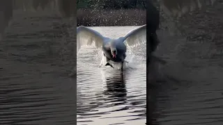 Лебедь спешит к другу. #лебедь #милоевидео #birds #лебеди #nature #мило #wildlife #swan #полетели