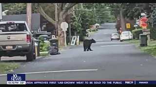 Black bear spotted wandering in Bucks County