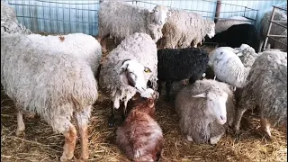 Что будет если не ухаживать за копытами овец?|Копытная гниль|Овцеводство