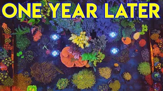 100 g reef tank | november, 2022 |  декорации для морского аквариума | срк | кораллы