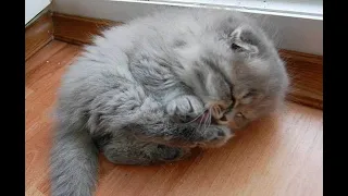 Cute Kittens Doing Funny Things - Cute And Adorable Kittens Video Compilation