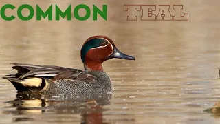 Green- Winged -Teal  or Common Teal.