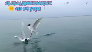 13.03.2024 Дивноморск. Прогуляемся к морю... Чайки +10 уже утром!