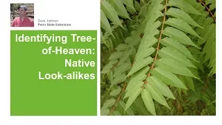 Tree-of-Heaven: Native Lookalikes