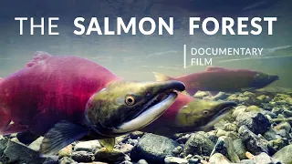 The Salmon Forest | Tongass National Forest - Alaska Nature Documentary