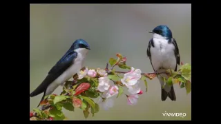 В.Сухомлинський Шпак прилетів.