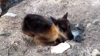 Baby reindeer calf takes first steps...