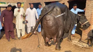 5 Time Winner Buffalo Billo 33.950 Kg Milk Record ll Diet Plan by Ustad Muzamil Jutt