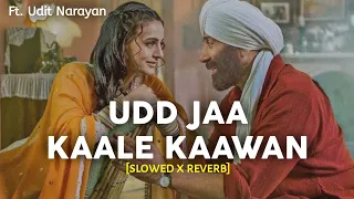 Udd Jaa Kaale Kaawan - [Slowed X Reverb] Ft. Udit Narayan & Alka Yagnik | Gadar 2 | Sunny Deol