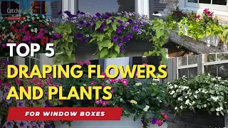 Top 5 Draping Flowers and Plants for Window Boxes 🌸🪴🌷