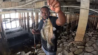 Warmouth Smackdown Catch, Clean, And Cook. Pt.1