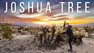 THIS IS HOW YOU SPEND ONE DAY IN JOSHUA TREE NATIONAL PARK | Day 3 travel vlog