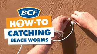BCF How To's - Catching Beach Worms