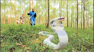 The fateful bite and the snake-catching go to enter ground of 2 cobra hunters. kingcobra attack