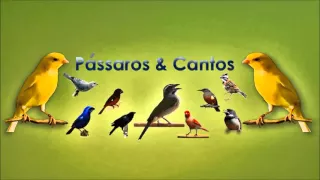 Cantos da Natureza - Varios Passaros Cantando