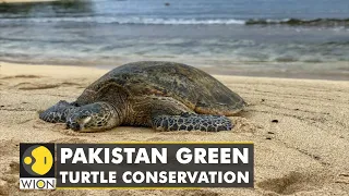 Pakistan wildlife trust ramps up efforts to protect green turtle hatchlings | Latest English News