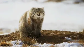 World’s Grumpiest Cat | Frozen Planet II | BBC Earth