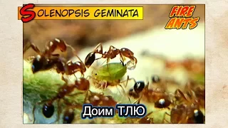 ОГНЕННЫЕ МУРАВЬИ доят ТЛЮ // FIRE ANTS Solenopsis geminata