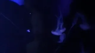 Светящиеся Медузы в Аквариуме