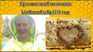 майский мёд 2023 год. Первая откачка