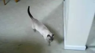 Loud Siamese Cat