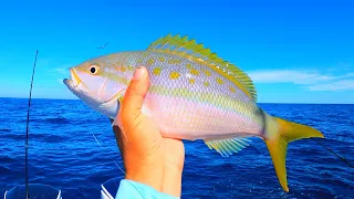 COMO PESCAR RABIRUBIA, YELLOW TAIL SNAPPER!